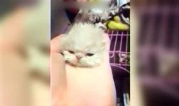 呆妹娱乐吃瓜视频大全下载,盘点热门搞笑瞬间