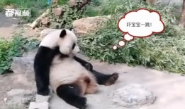 动物最新爆料网站,独家爆料网站深度解析